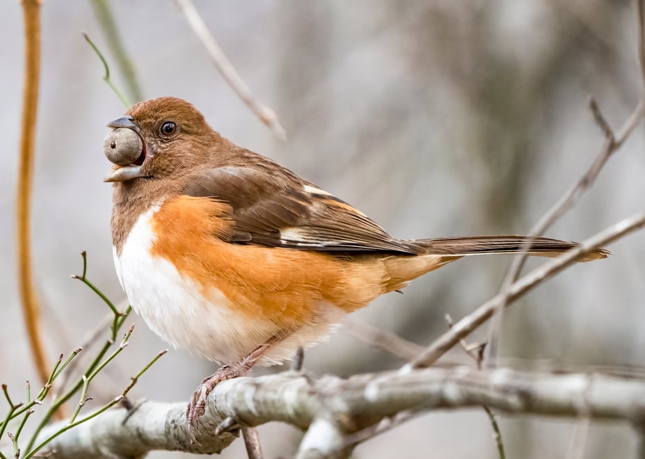 Wild Birds Unlimited Birdspotter Photo Contest 2024 winners